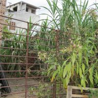 Sugarcane towering over a metal gate to a yard.