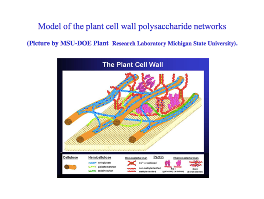 A colorful graphical representation of the entangled components of the plant cell wall.